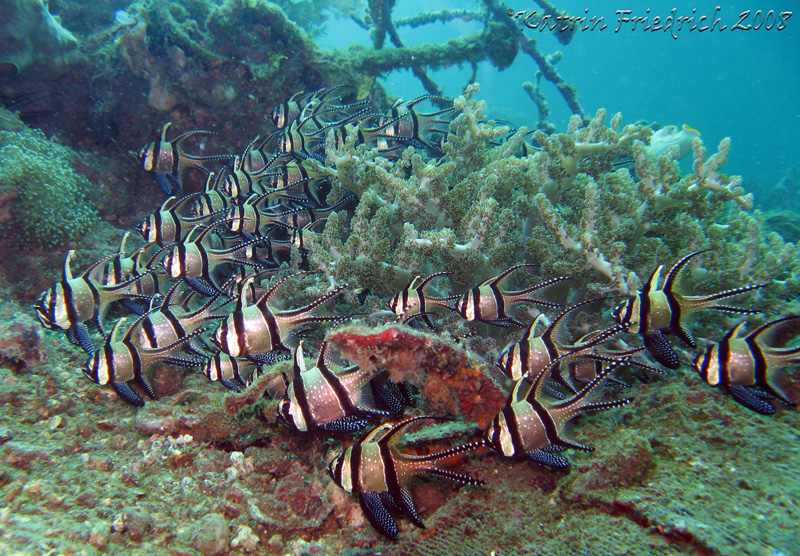 Banggai cardinalfish