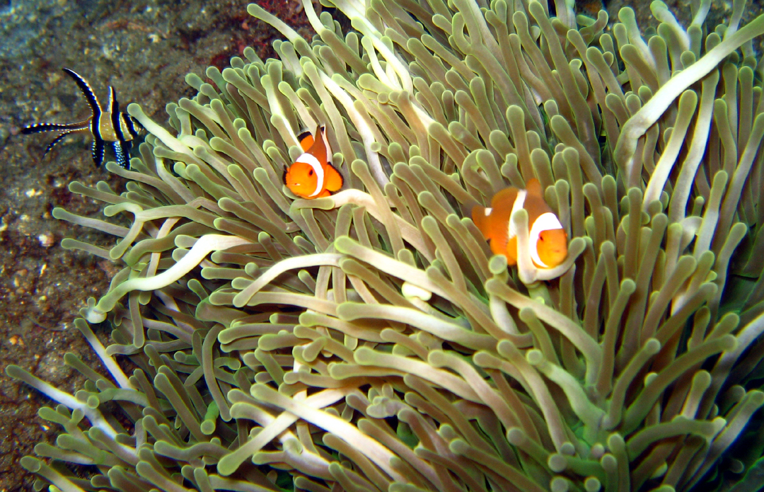 banggai_and_nemo_a