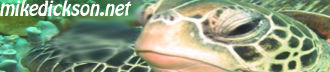 banner_2_-_turtle