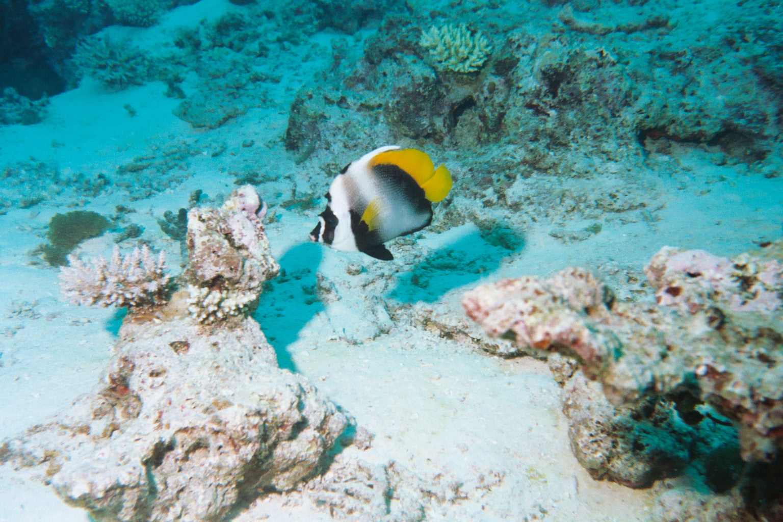 Bannerfish