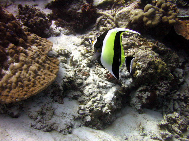 bannerfish