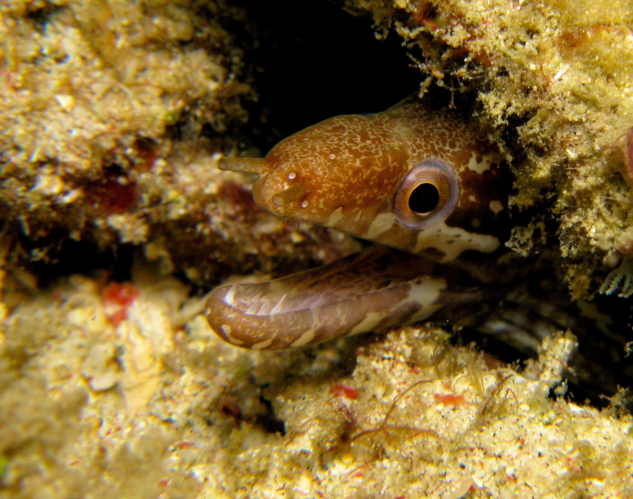 Bar tailed moray