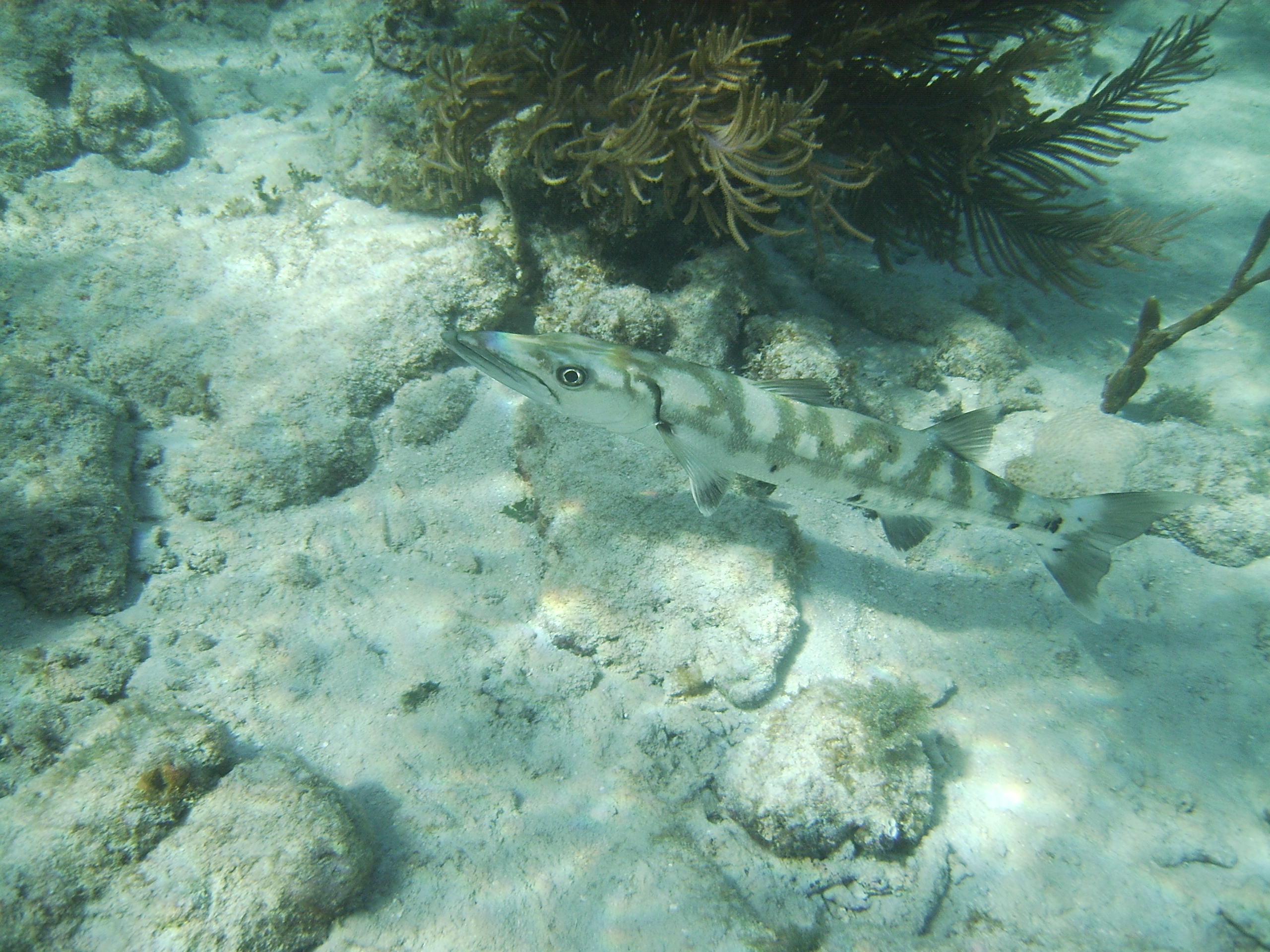 Baracuda hunting with me while I snorkel