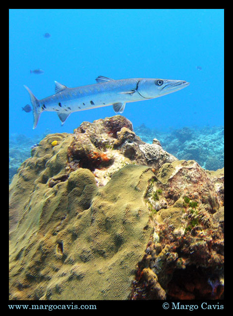 Baracuda in Cozumel