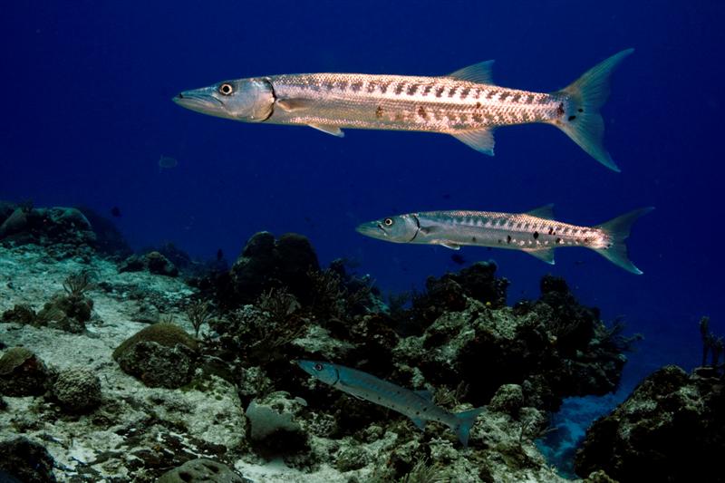 Baracuda