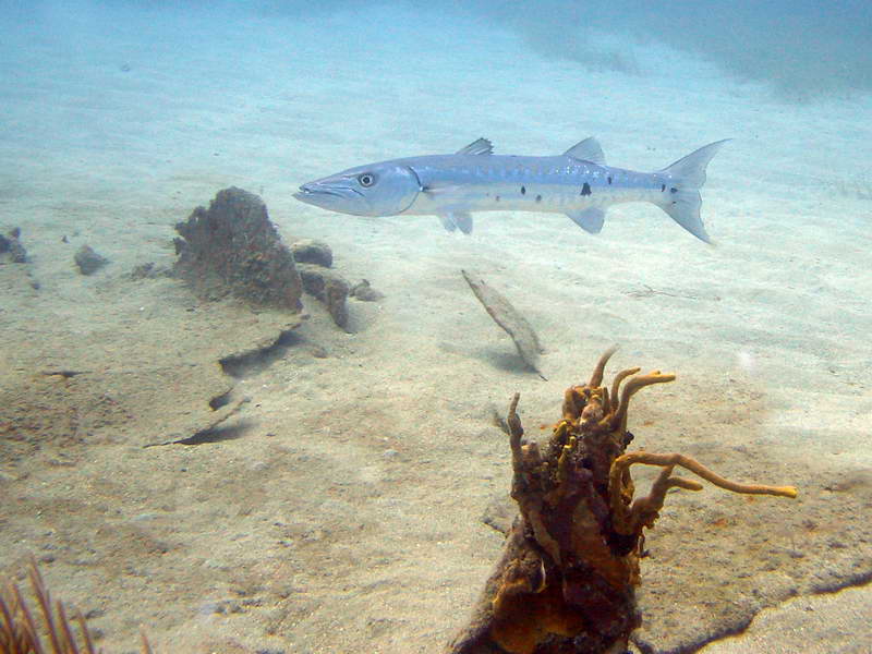 Baracuda