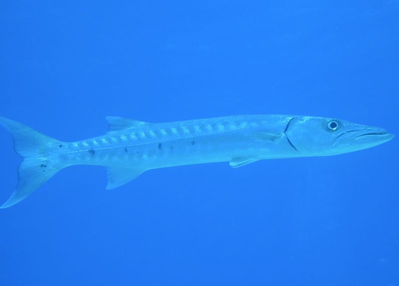 Baracuda