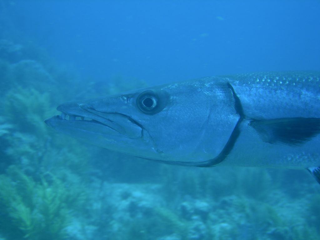 Baracuda