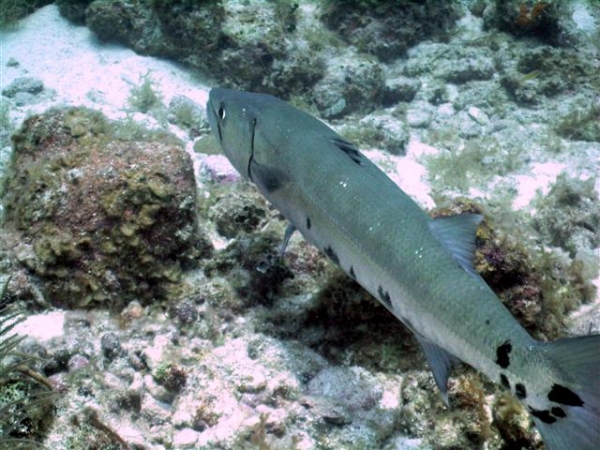 Baracuda