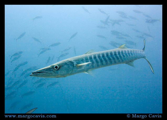 Baracuda