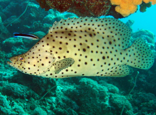 Baramundi Cod / Humpback Grouper