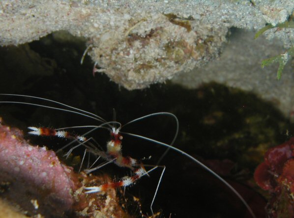 BarberPole Shrimp