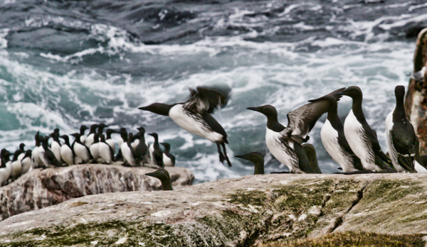 Barents Sea