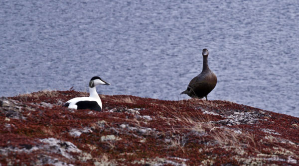 Barents Sea