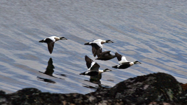 Barents Sea