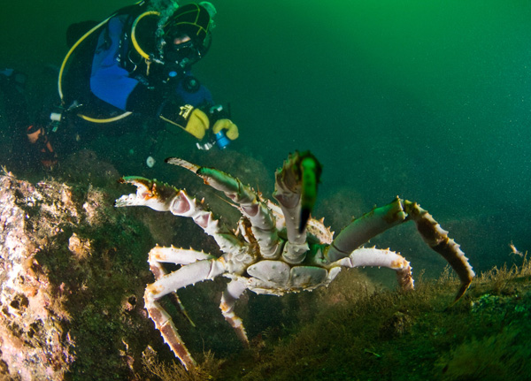 Barents Sea