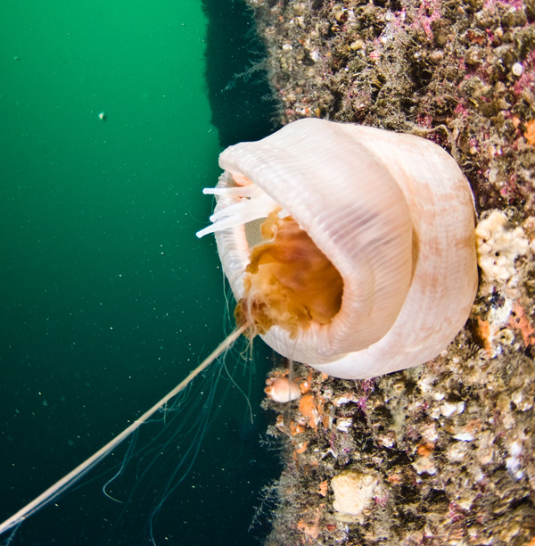 Barents Sea