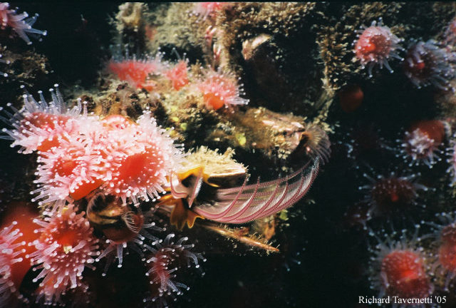 Barnacle Feeding Cirus