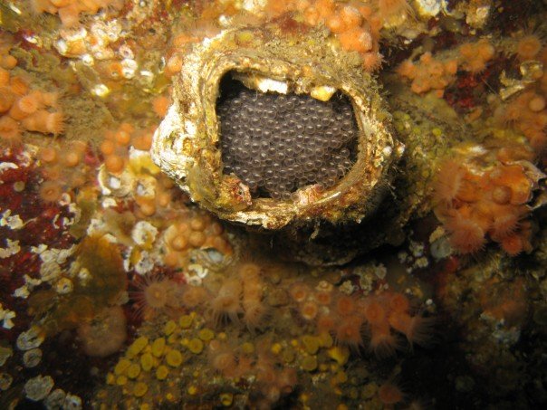 Barnacle with eggs inside