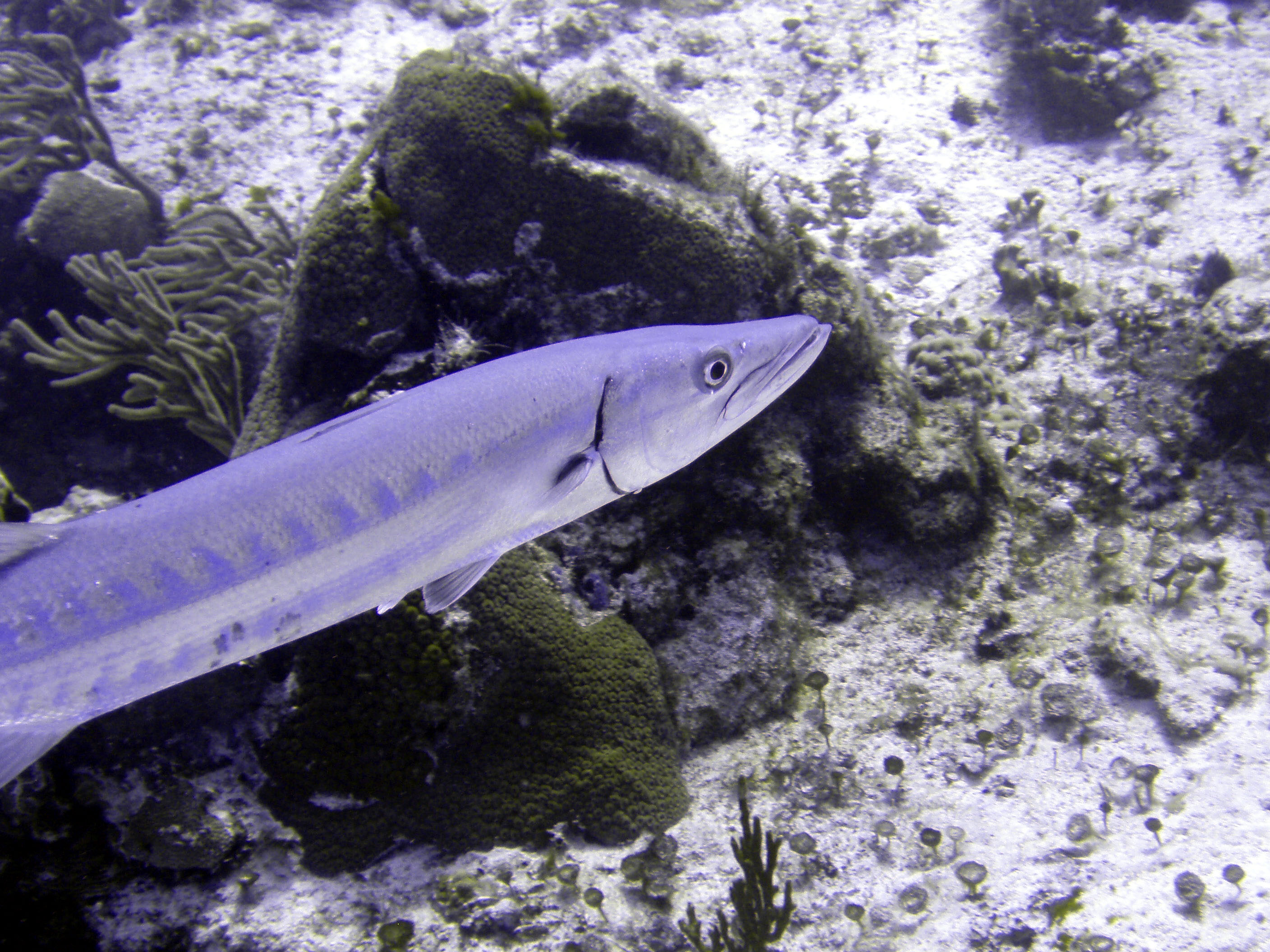 Barracuda 2 - Cozumel