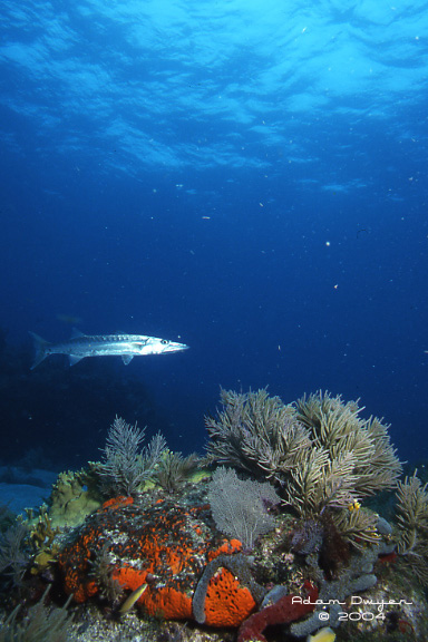 Barracuda and Reef