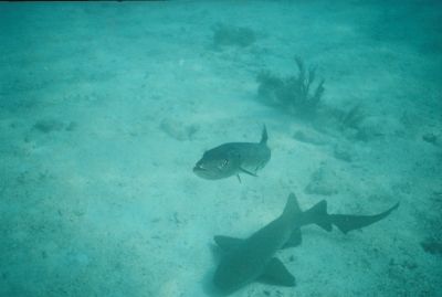 Barracuda and Shark