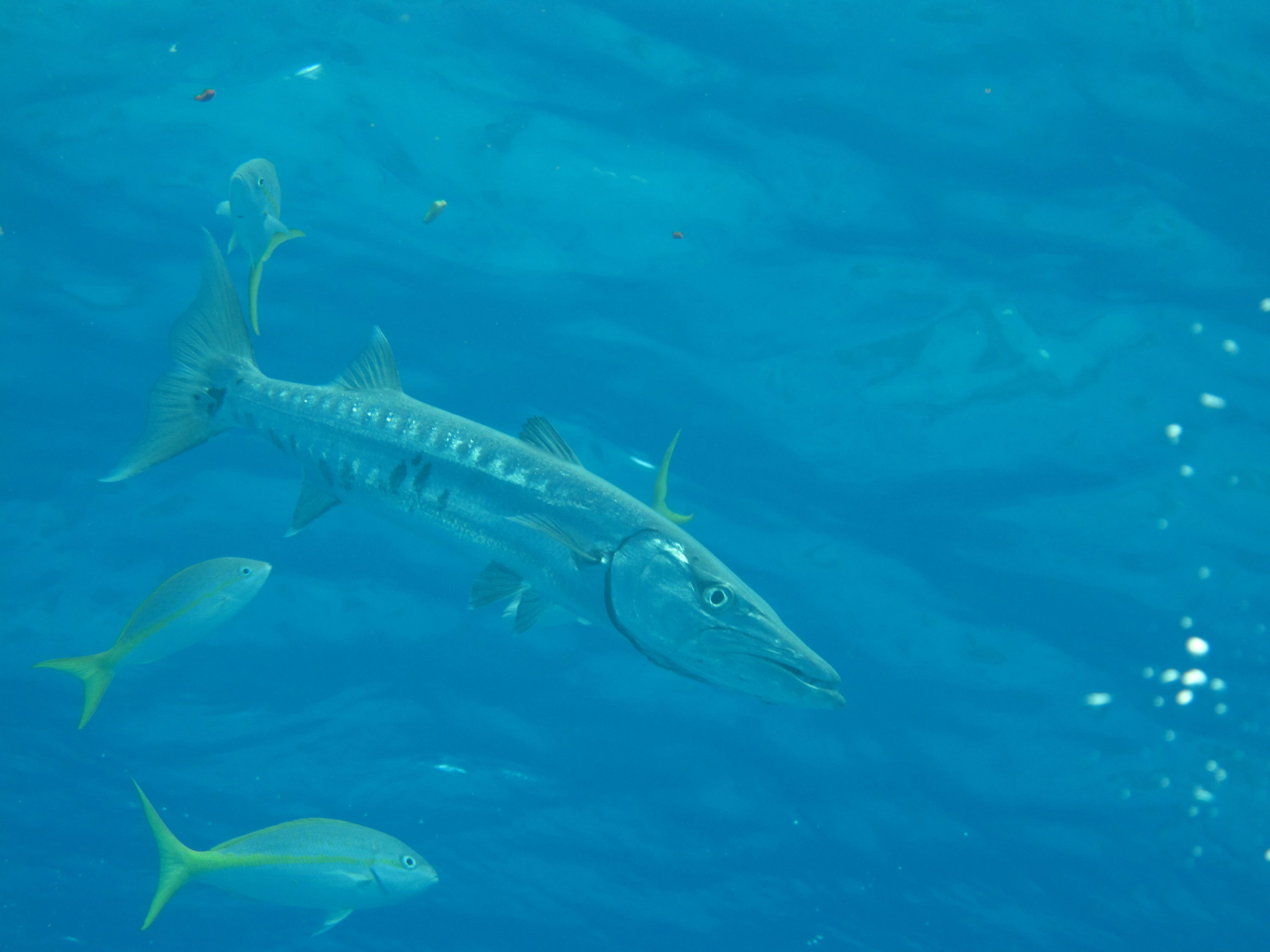 Barracuda and snappers