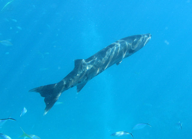 Barracuda at Key Largo