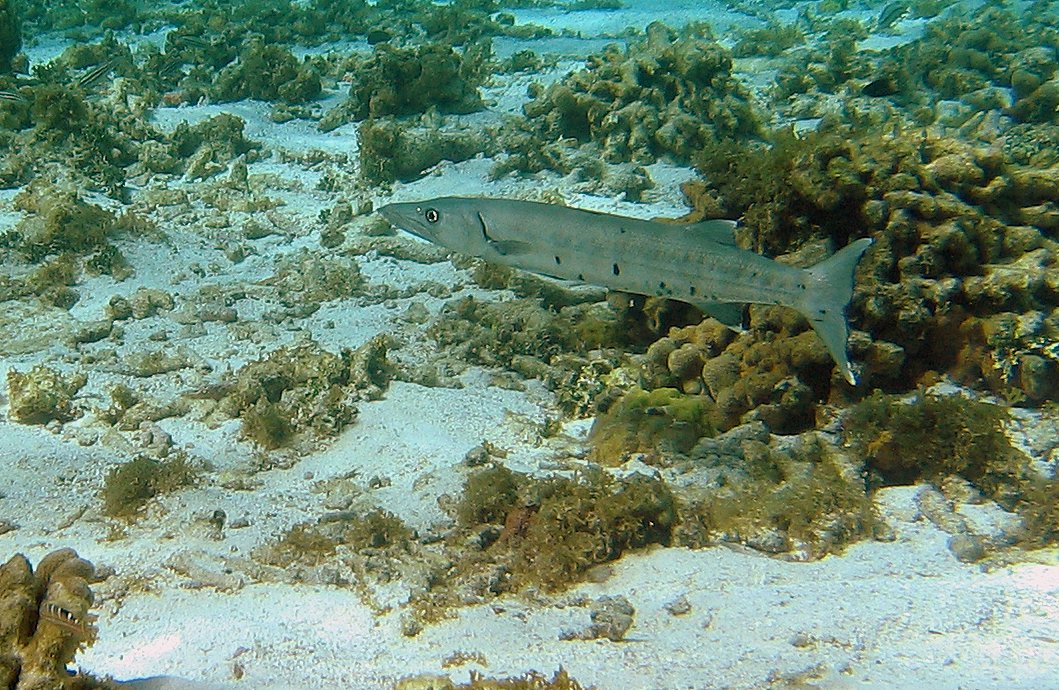 Barracuda at Sorobon  in Bonaire