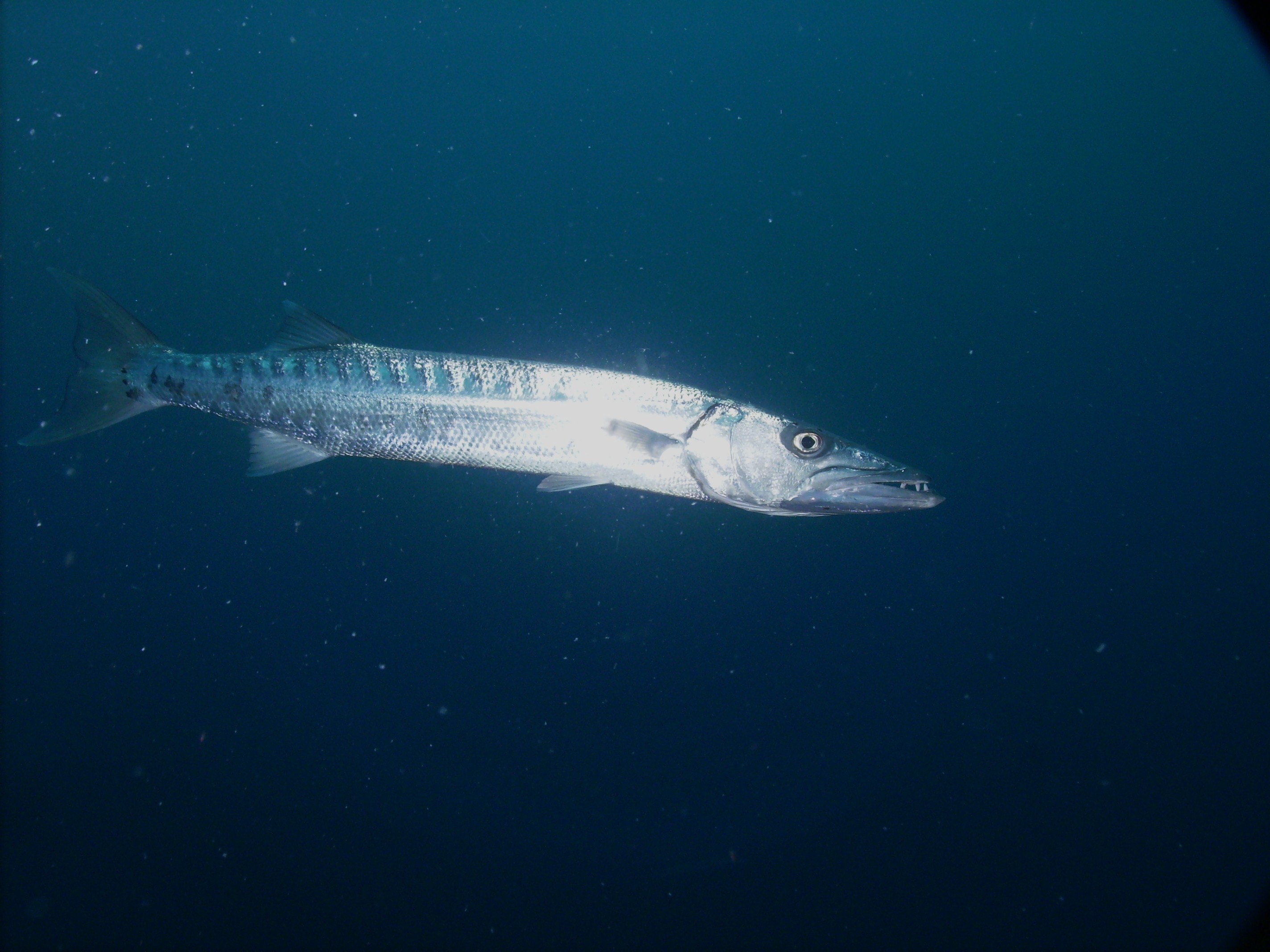Barracuda at the safety stop on the USS Oriskany