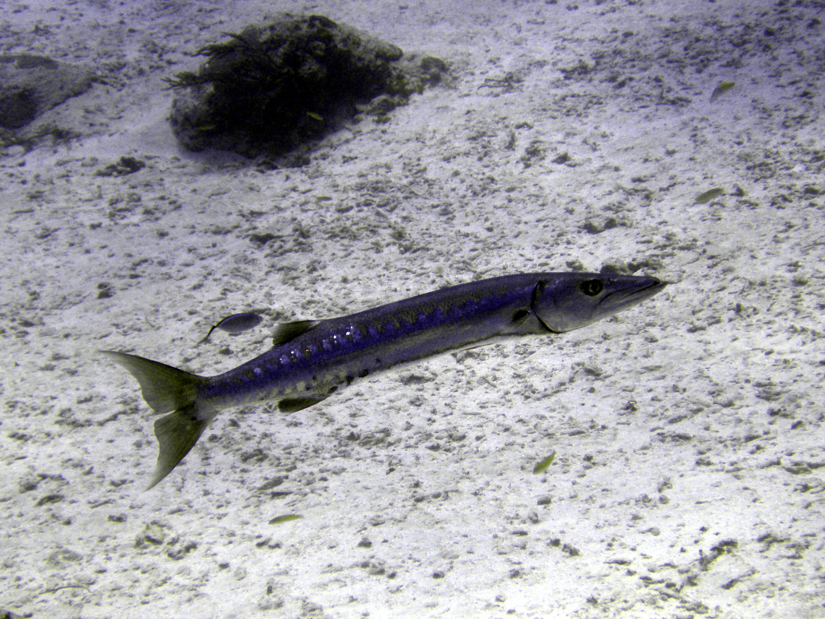 Barracuda - Cozumel