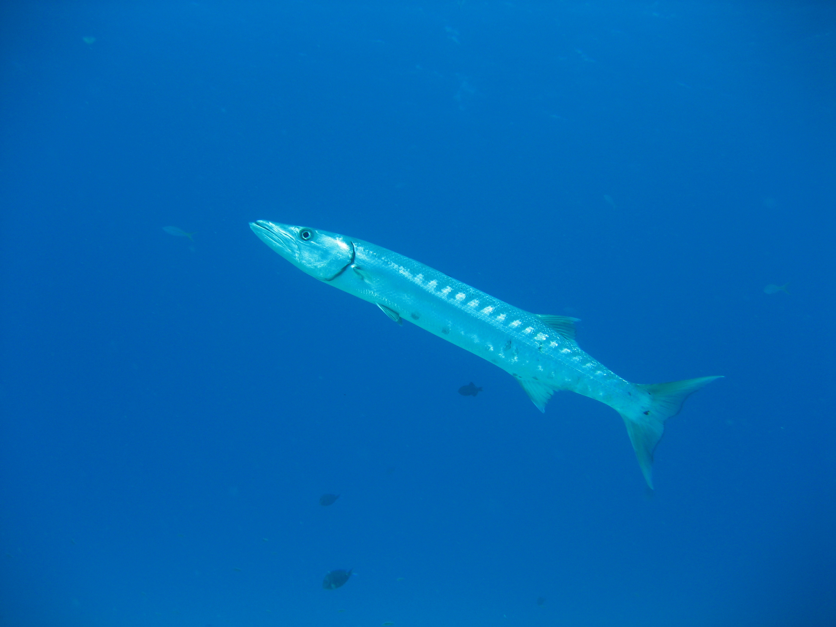 Barracuda - Cozumel