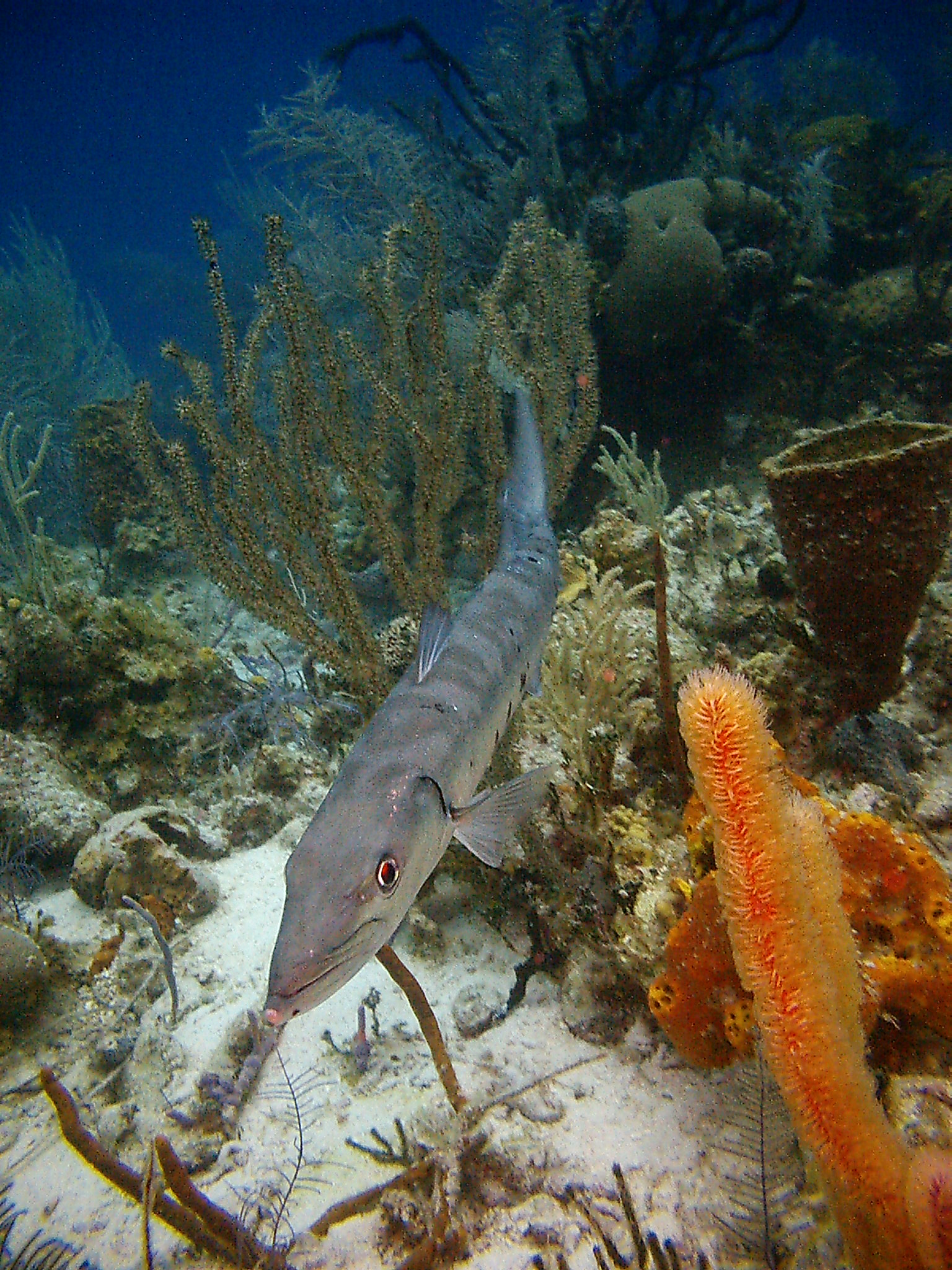Barracuda in Belize