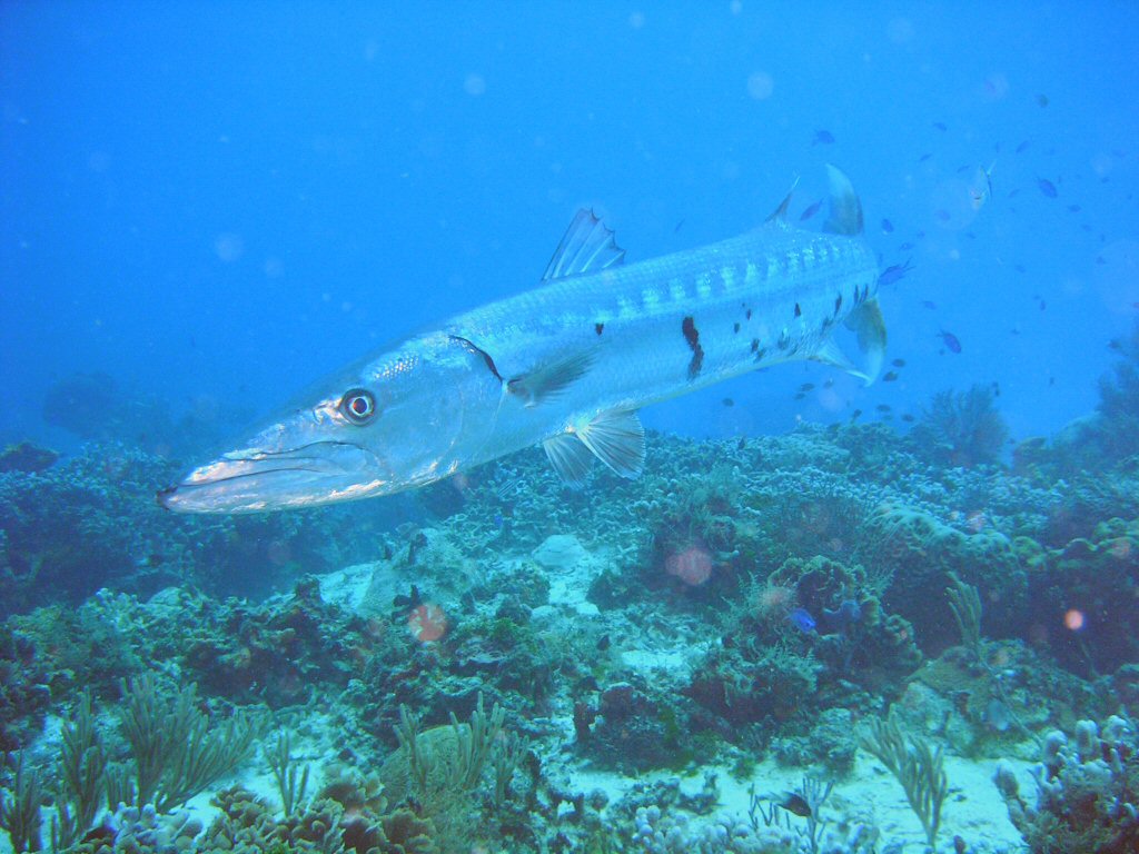 Barracuda in COZ