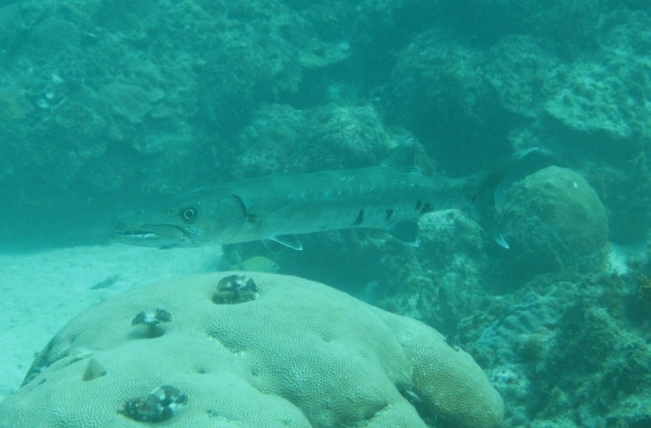 Barracuda in Grenada 2006