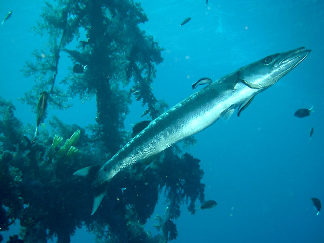 Barracuda in Jordan