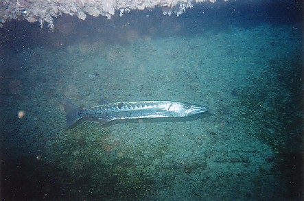 Barracuda on Spiegel Grove