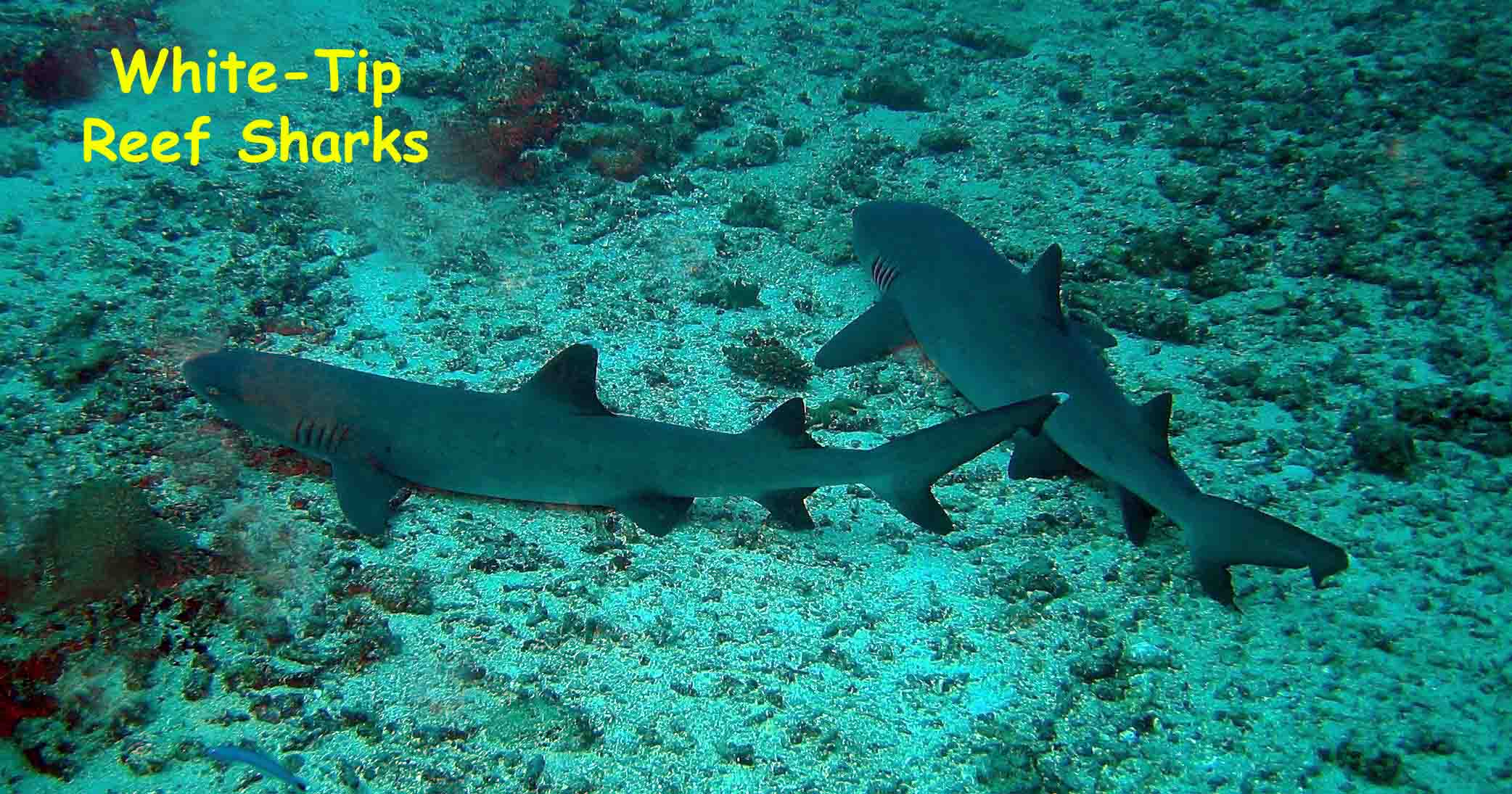 Barracuda Point, Sipadan