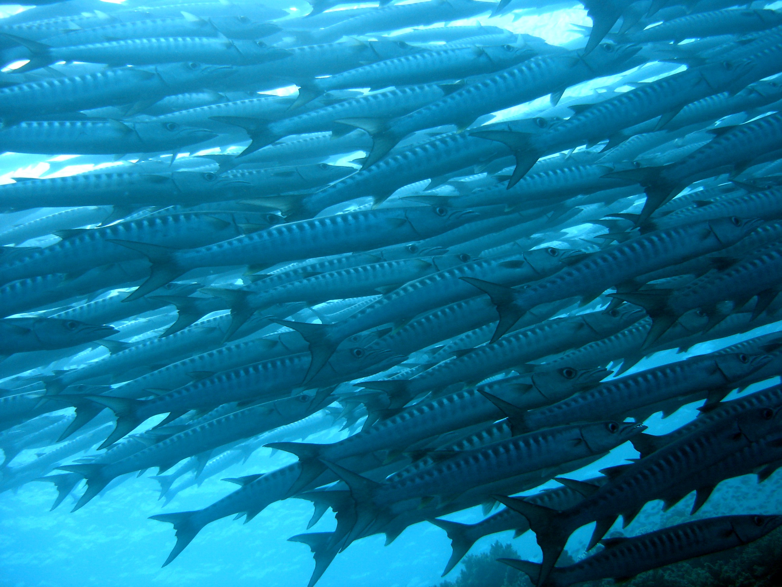 Barracuda, Sipadan