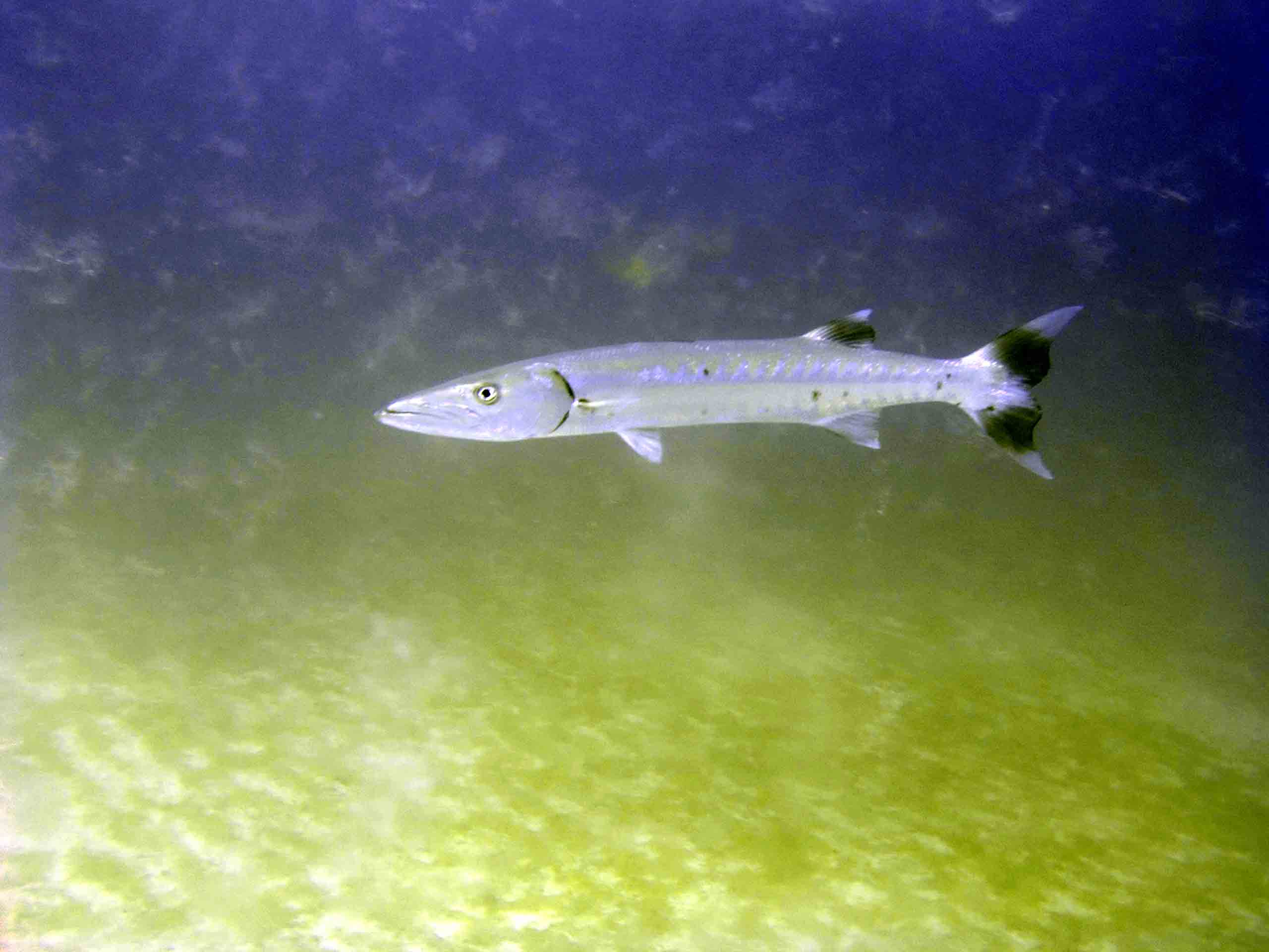 Barracuda, Vetrans Reef, May 2006