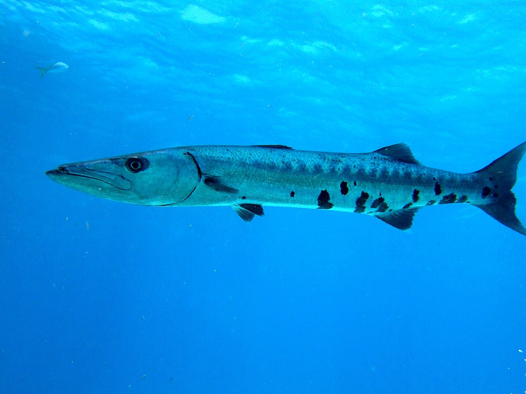 Barracuda