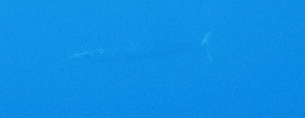 Barracuda