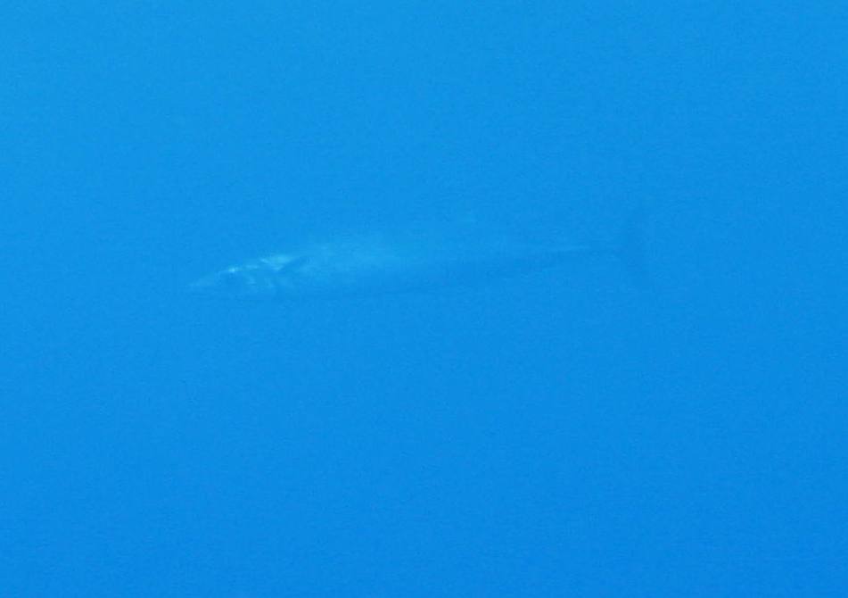 Barracuda