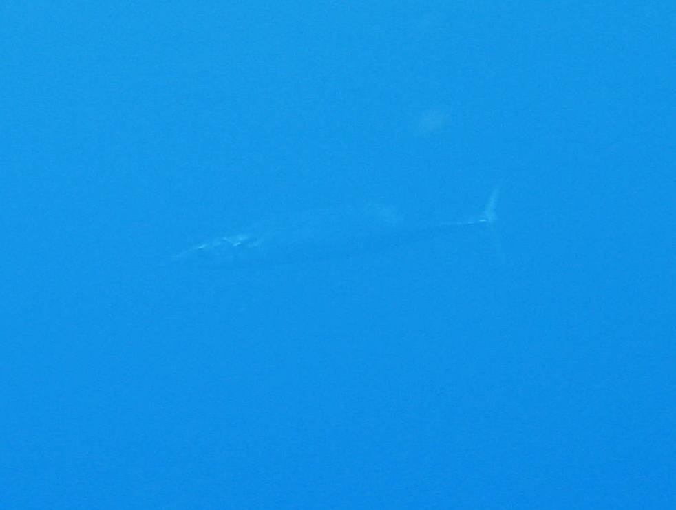 Barracuda