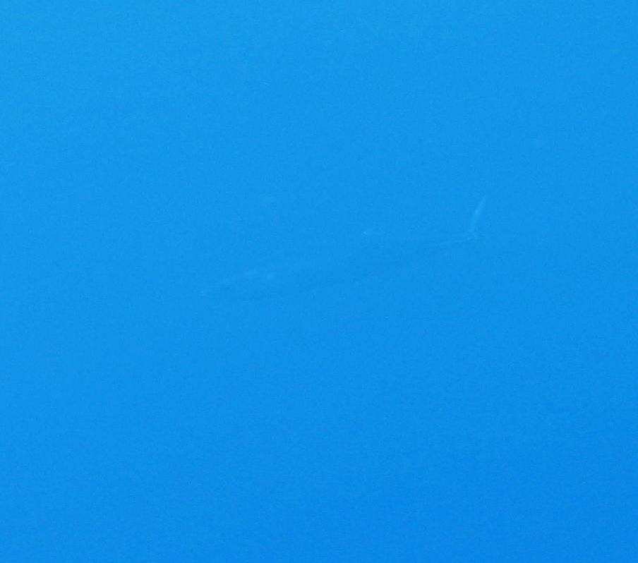 Barracuda