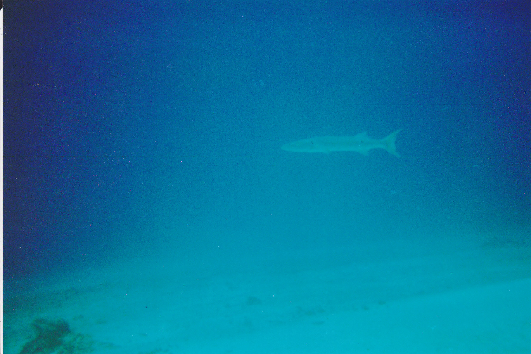 barracuda