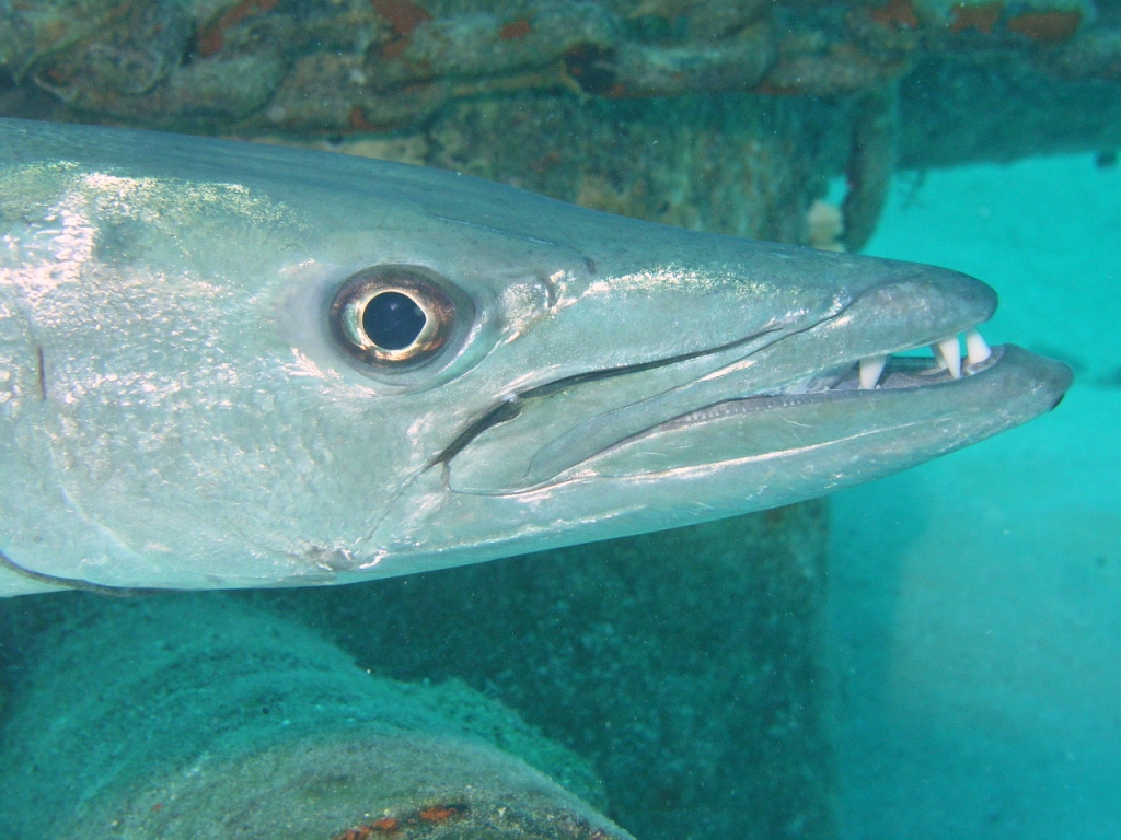 Barracuda