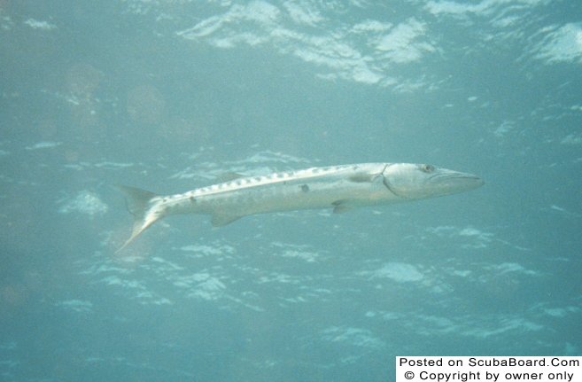 Barracuda