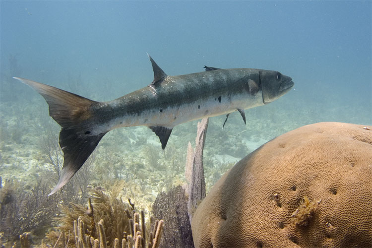 Barracuda