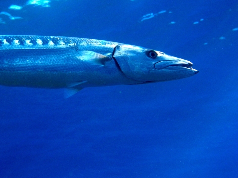 Barracuda